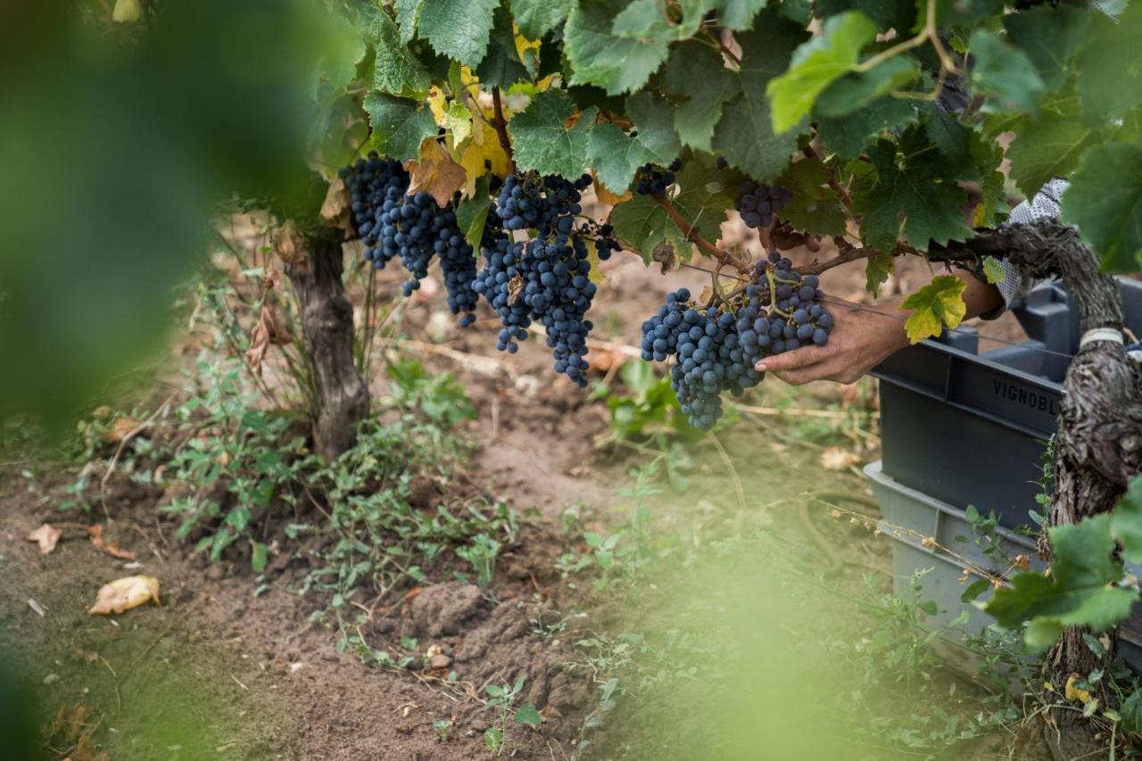 Chateau Bonalgue - Pomerol Libourne Εξωτερικό φωτογραφία